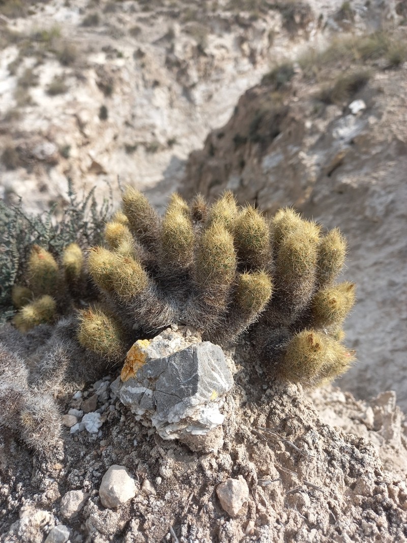 Acharagma galeanense photo 5