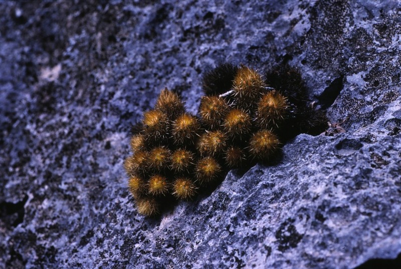 Acharagma galeanense photo 6