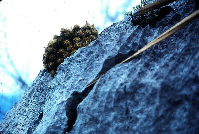 Acharagma galeanense photo 7