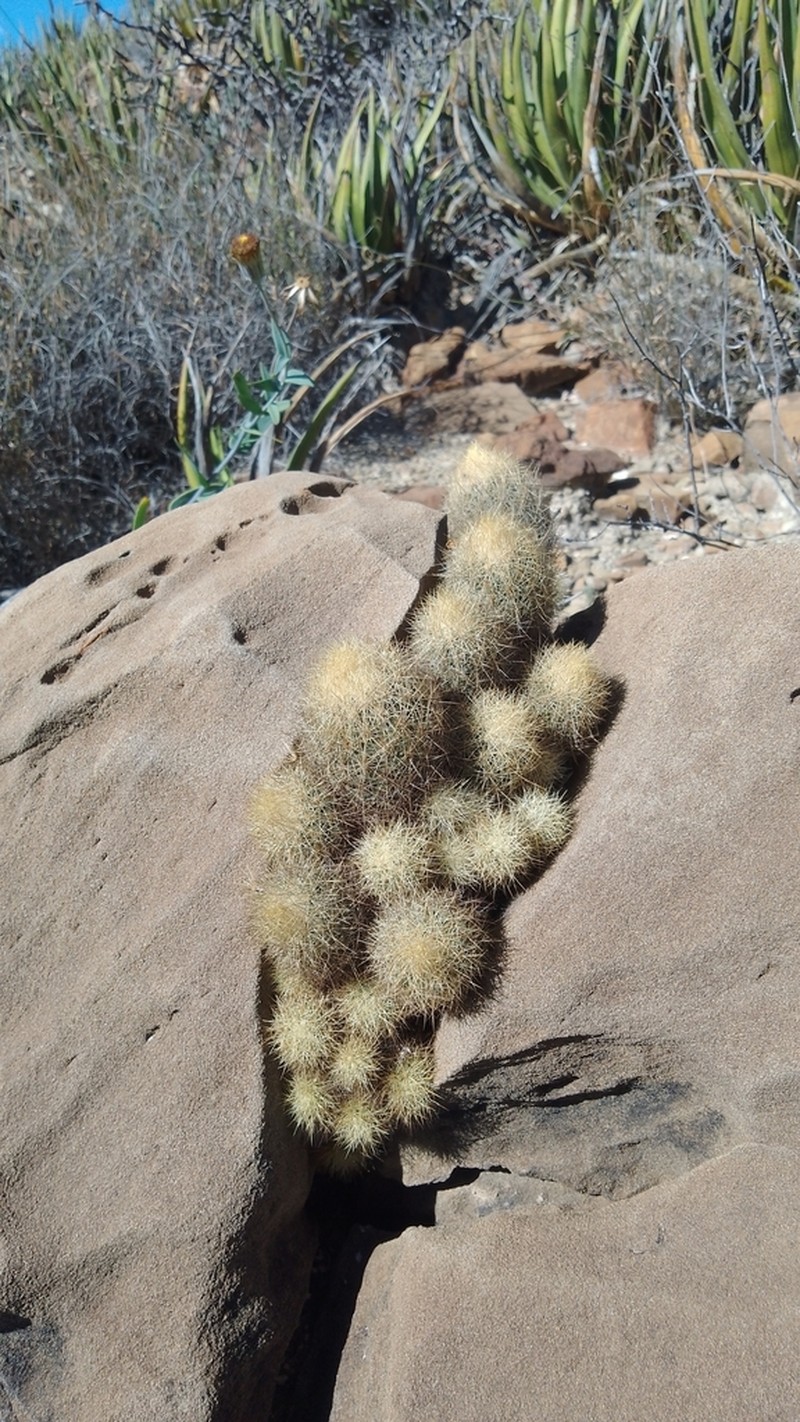 Acharagma roseanum photo 2
