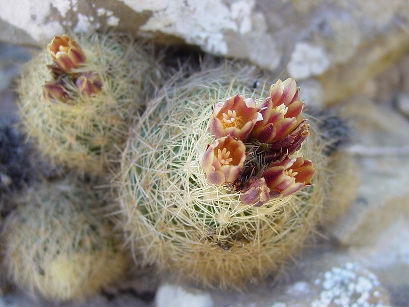 Acharagma roseanum photo 3