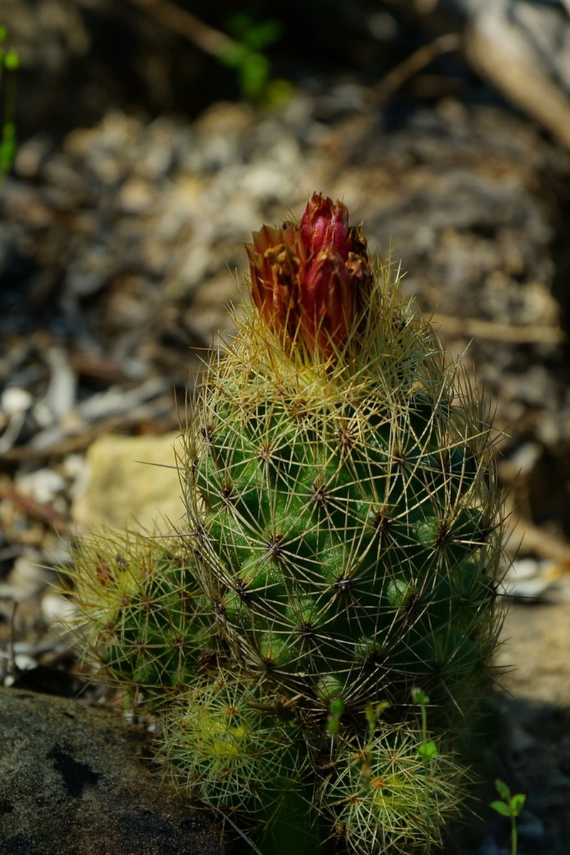 Acharagma roseanum photo 4