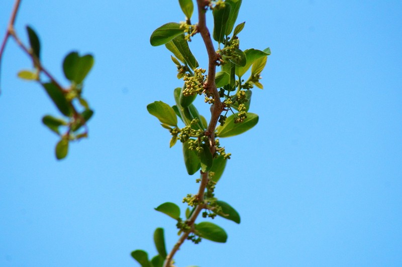 Achatocarpus gracilis