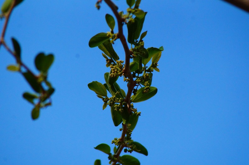 Achatocarpus gracilis photo 2