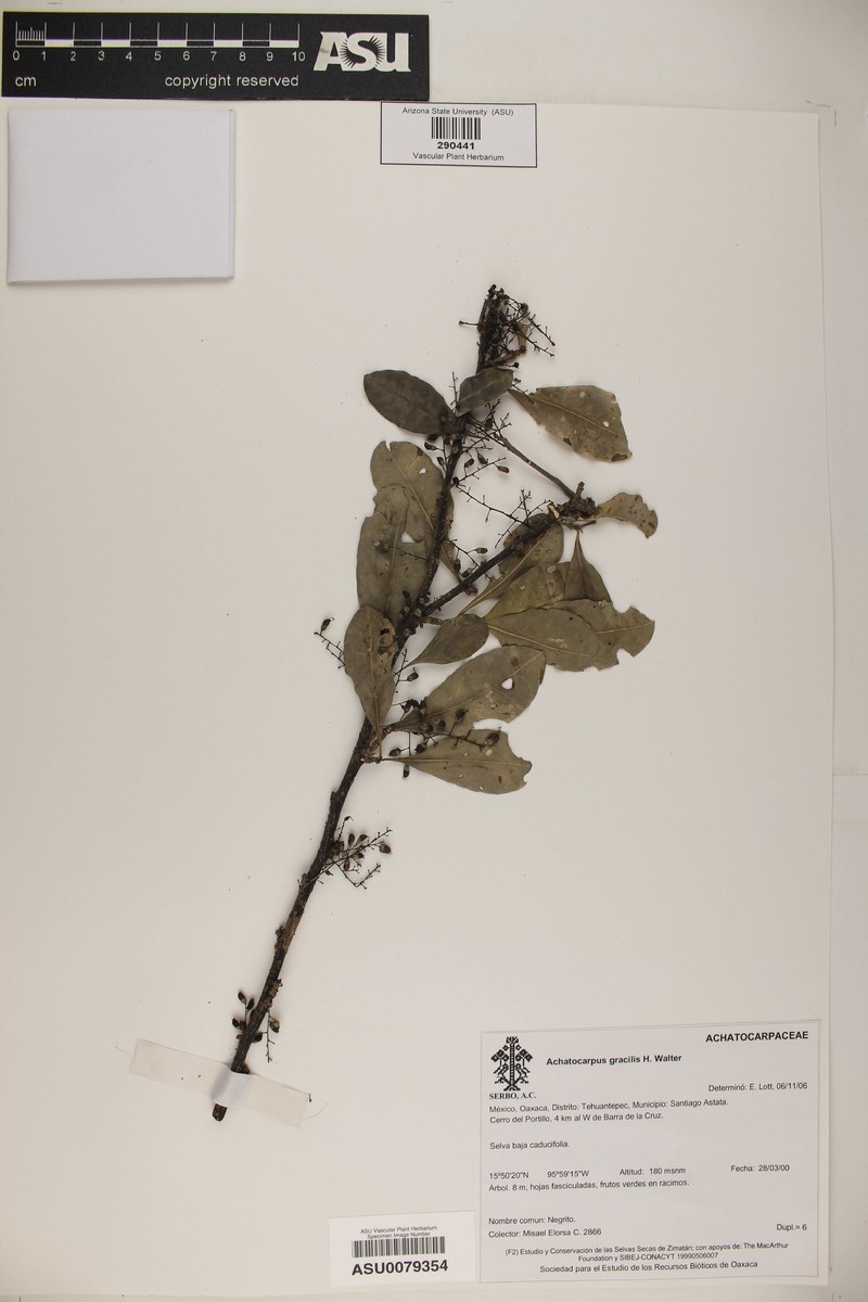 Achatocarpus gracilis photo 3