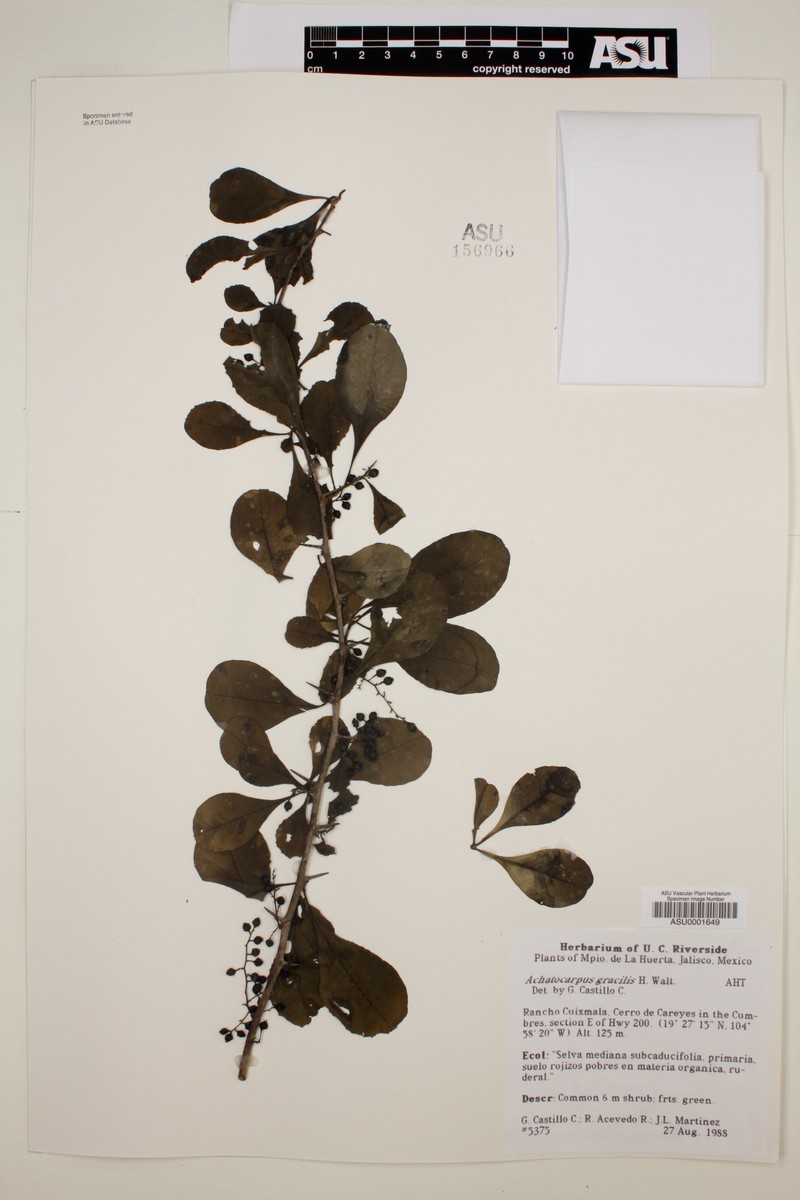 Achatocarpus gracilis photo 4