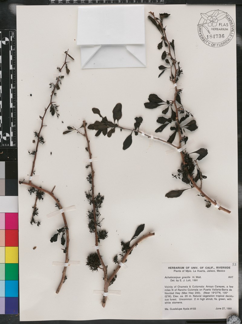 Achatocarpus gracilis photo 5