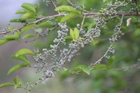 Achatocarpus nigricans