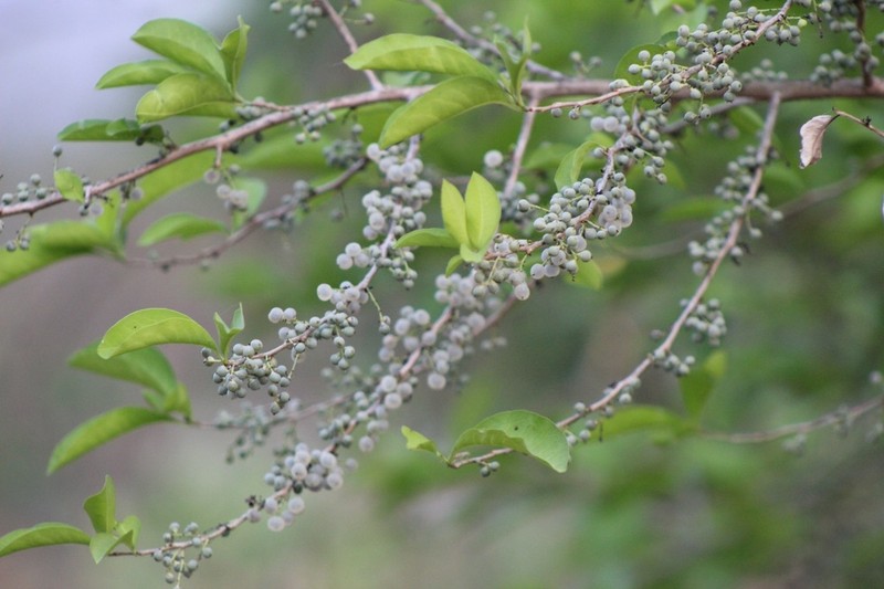 Achatocarpus nigricans