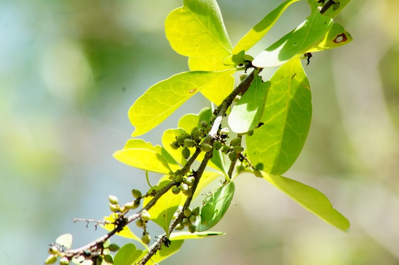 Achatocarpus nigricans photo 2