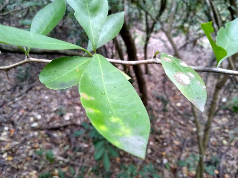 Achatocarpus nigricans photo 3