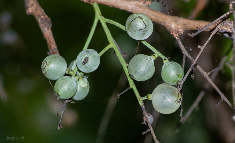 Achatocarpus nigricans photo 4