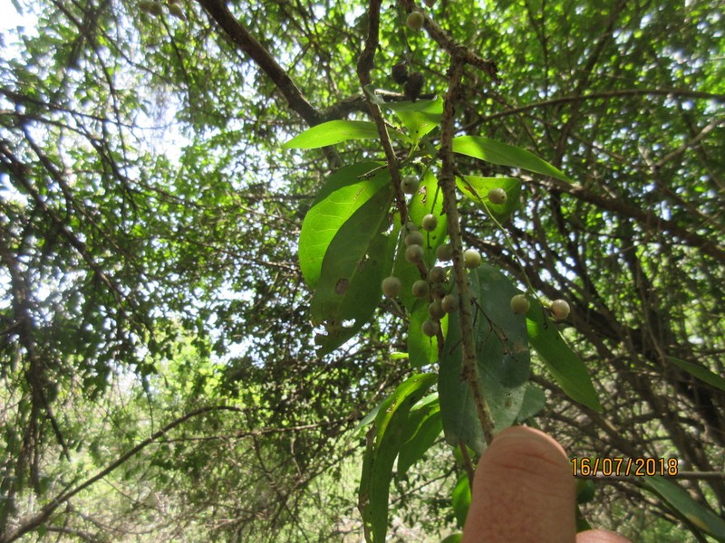 Achatocarpus nigricans photo 5