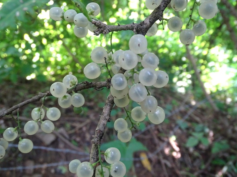 Achatocarpus nigricans photo 6