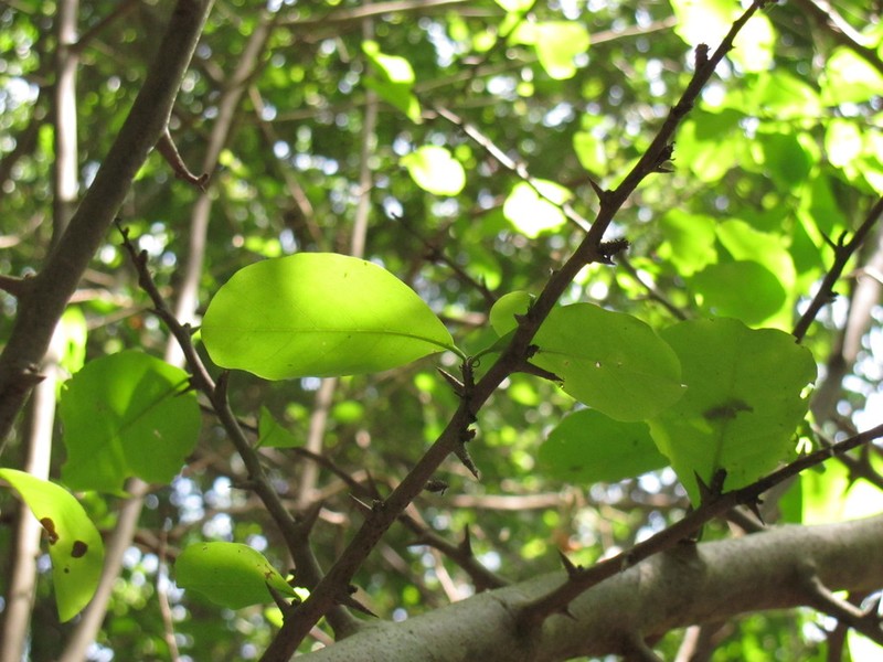 Achatocarpus nigricans photo 7