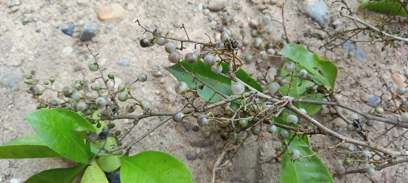 Achatocarpus nigricans photo 8