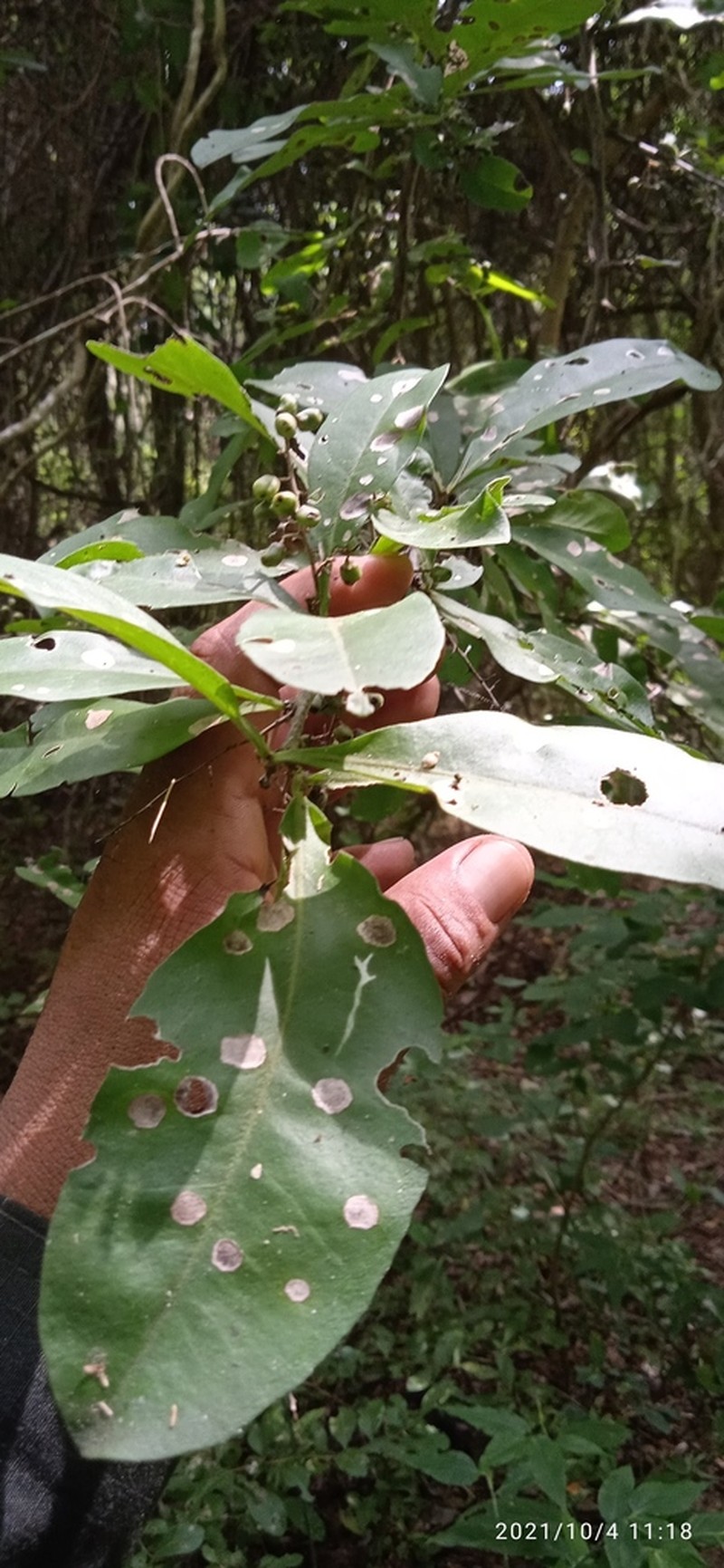 Achatocarpus oaxacanus