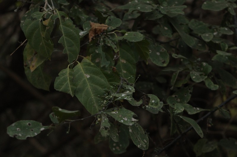 Achatocarpus oaxacanus photo 2