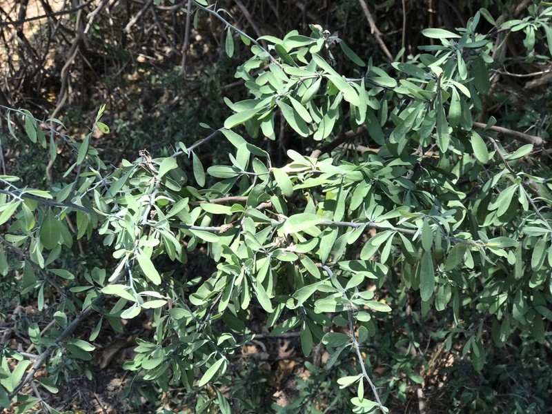 Achatocarpus oaxacanus photo 3