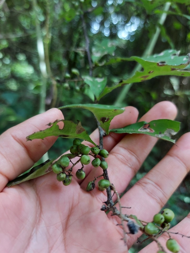 Achatocarpus oaxacanus photo 4