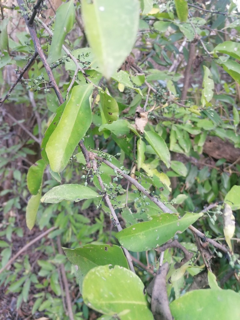 Achatocarpus oaxacanus photo 5