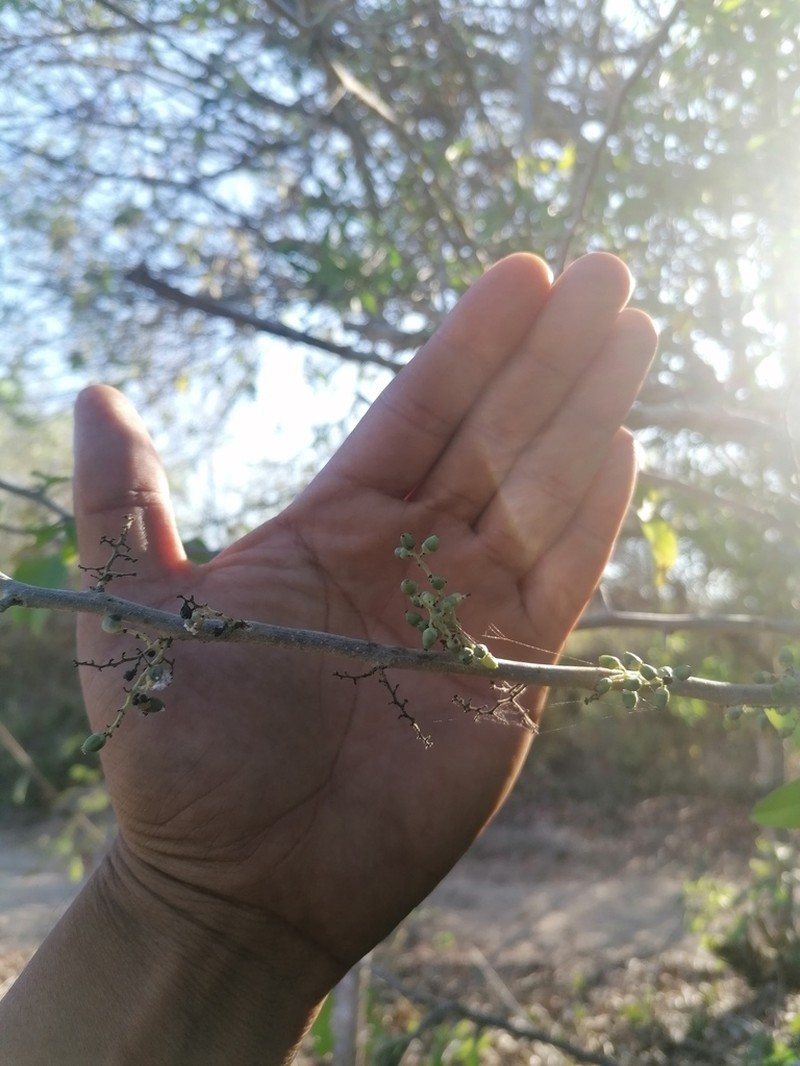 Achatocarpus oaxacanus photo 6