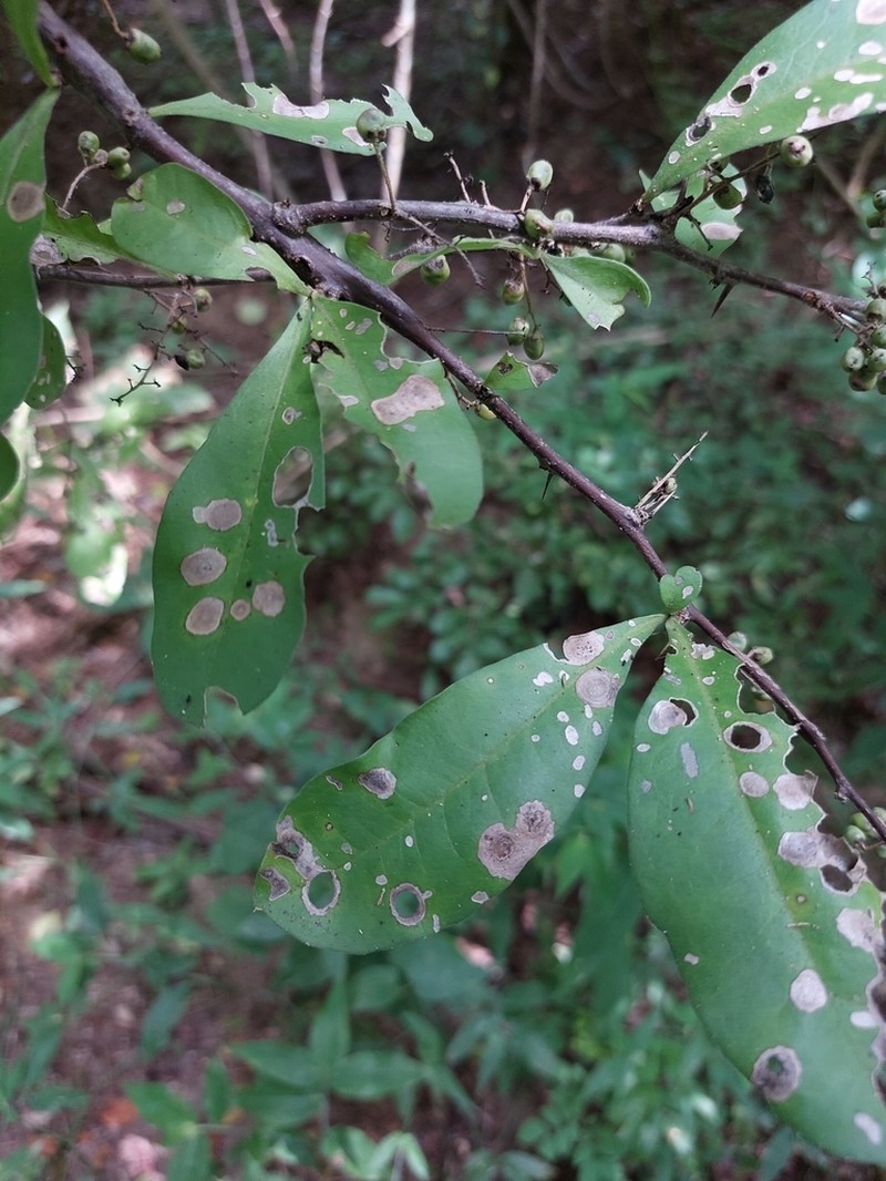 Achatocarpus oaxacanus photo 7