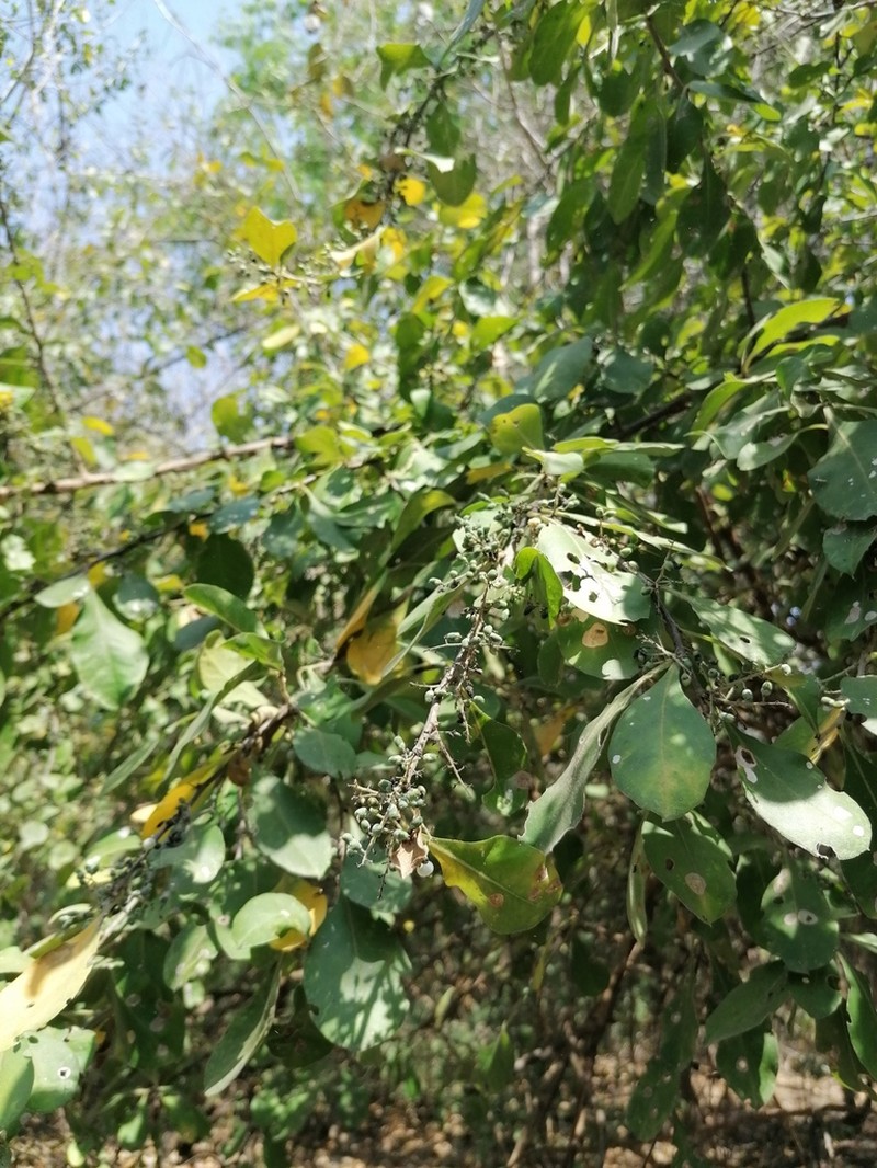 Achatocarpus oaxacanus photo 8