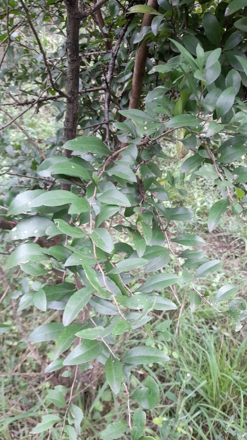 Achatocarpus praecox