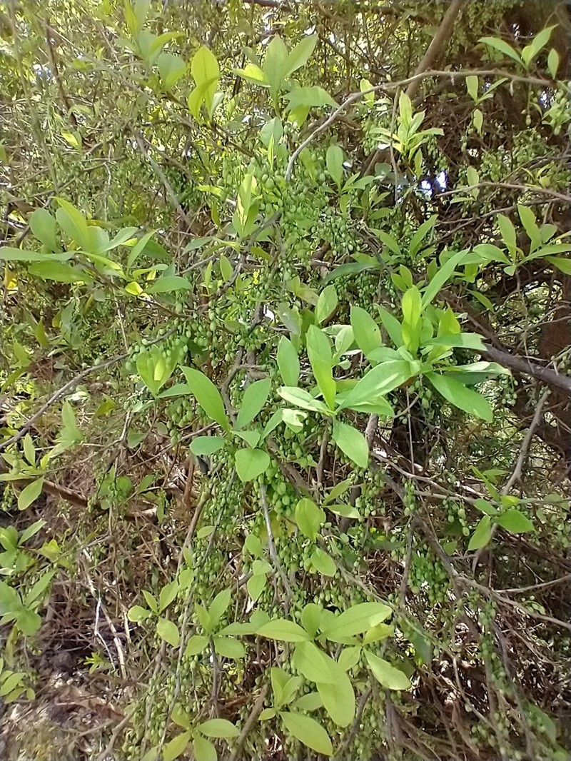 Achatocarpus praecox photo 2