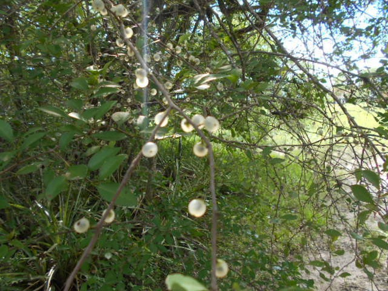 Achatocarpus praecox photo 3