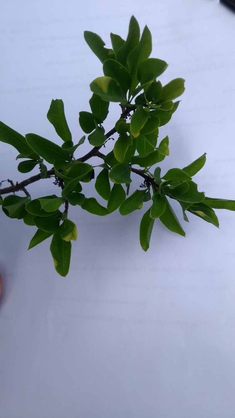 Achatocarpus praecox photo 5