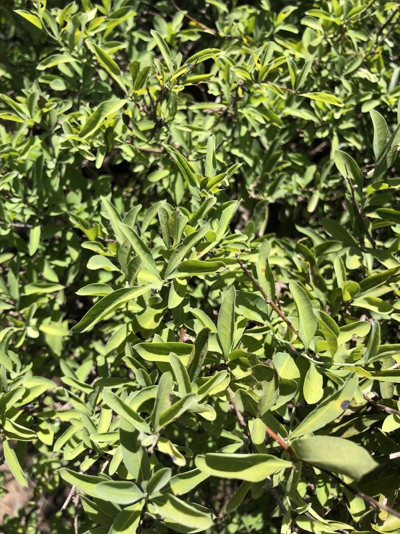 Achatocarpus praecox photo 6