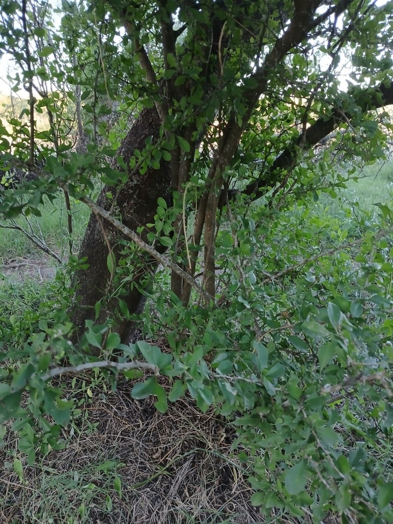 Achatocarpus praecox photo 7