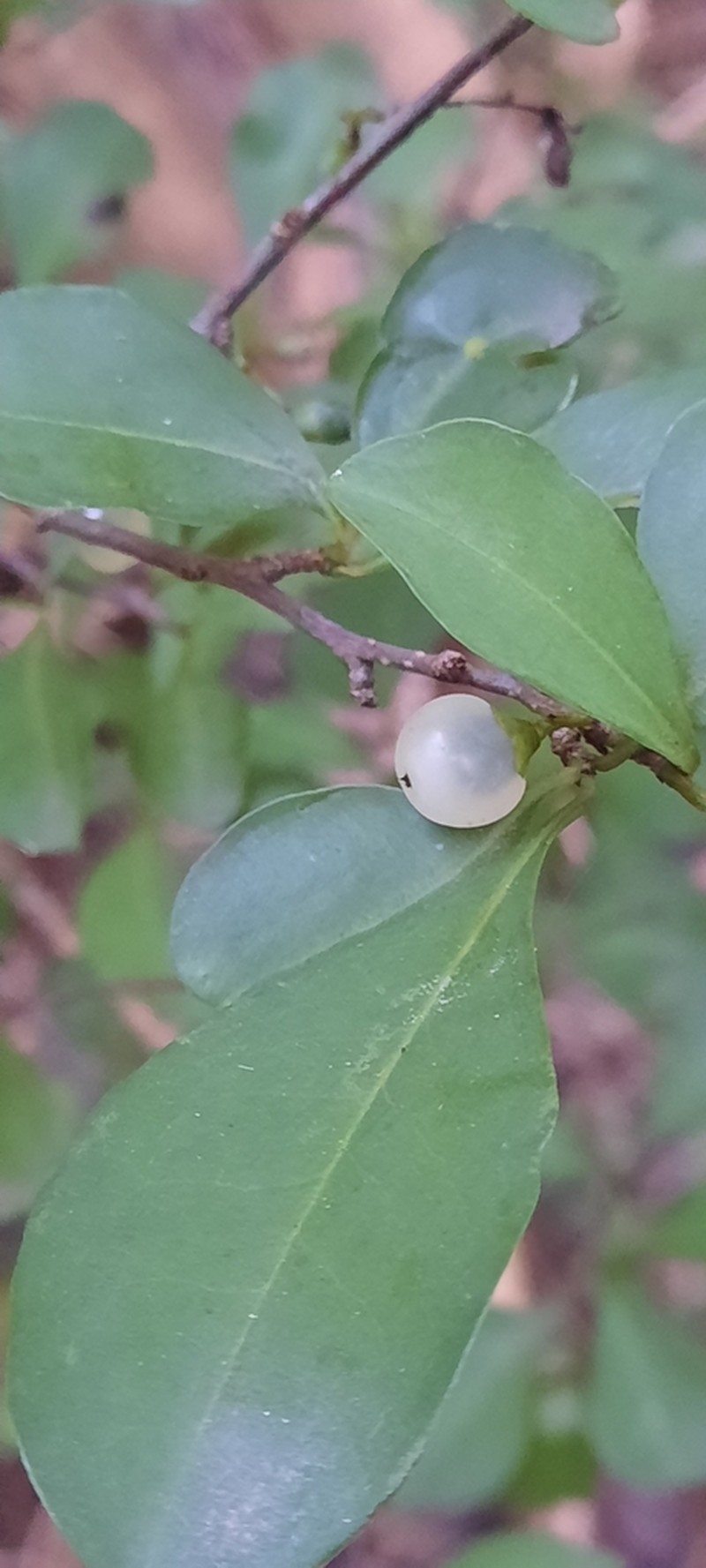 Achatocarpus praecox photo 8