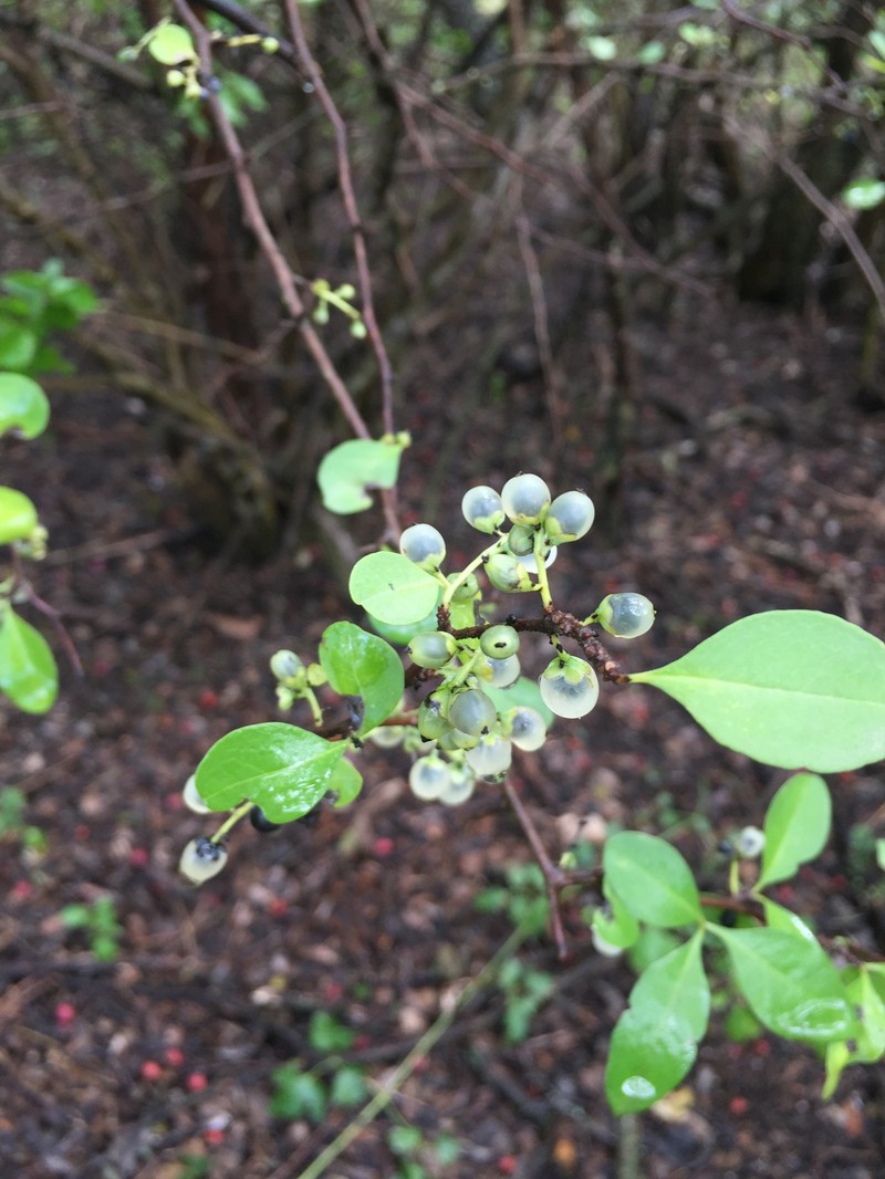 Achatocarpus praecox var. praecox