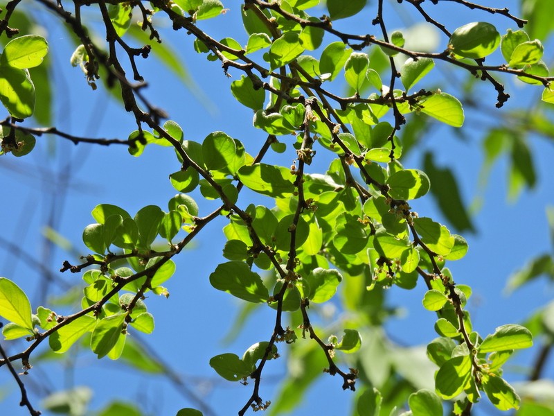 Achatocarpus pubescens