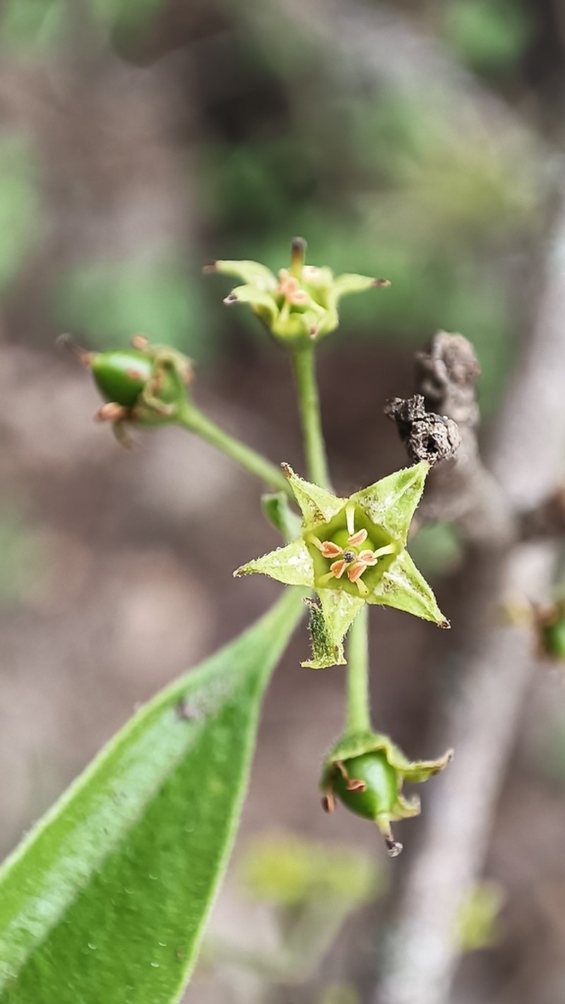 Achatocarpus pubescens photo 2