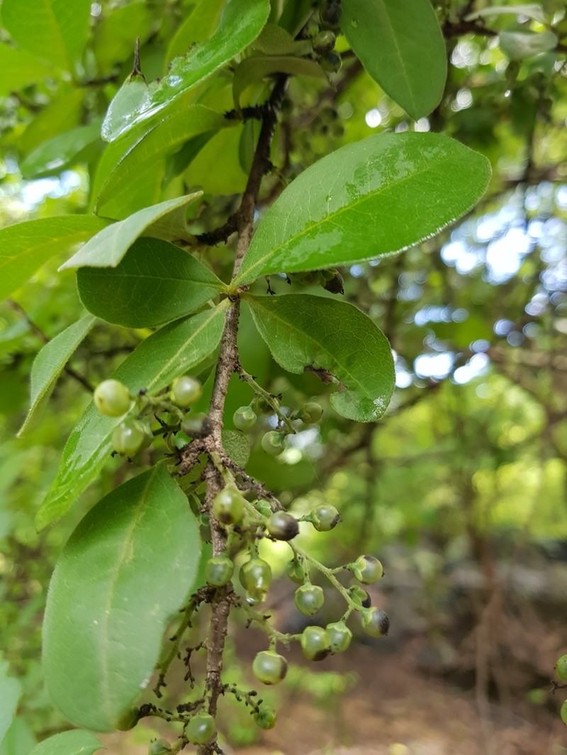 Achatocarpus pubescens photo 3