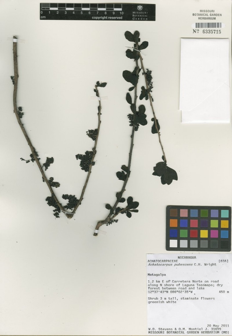 Achatocarpus pubescens photo 5