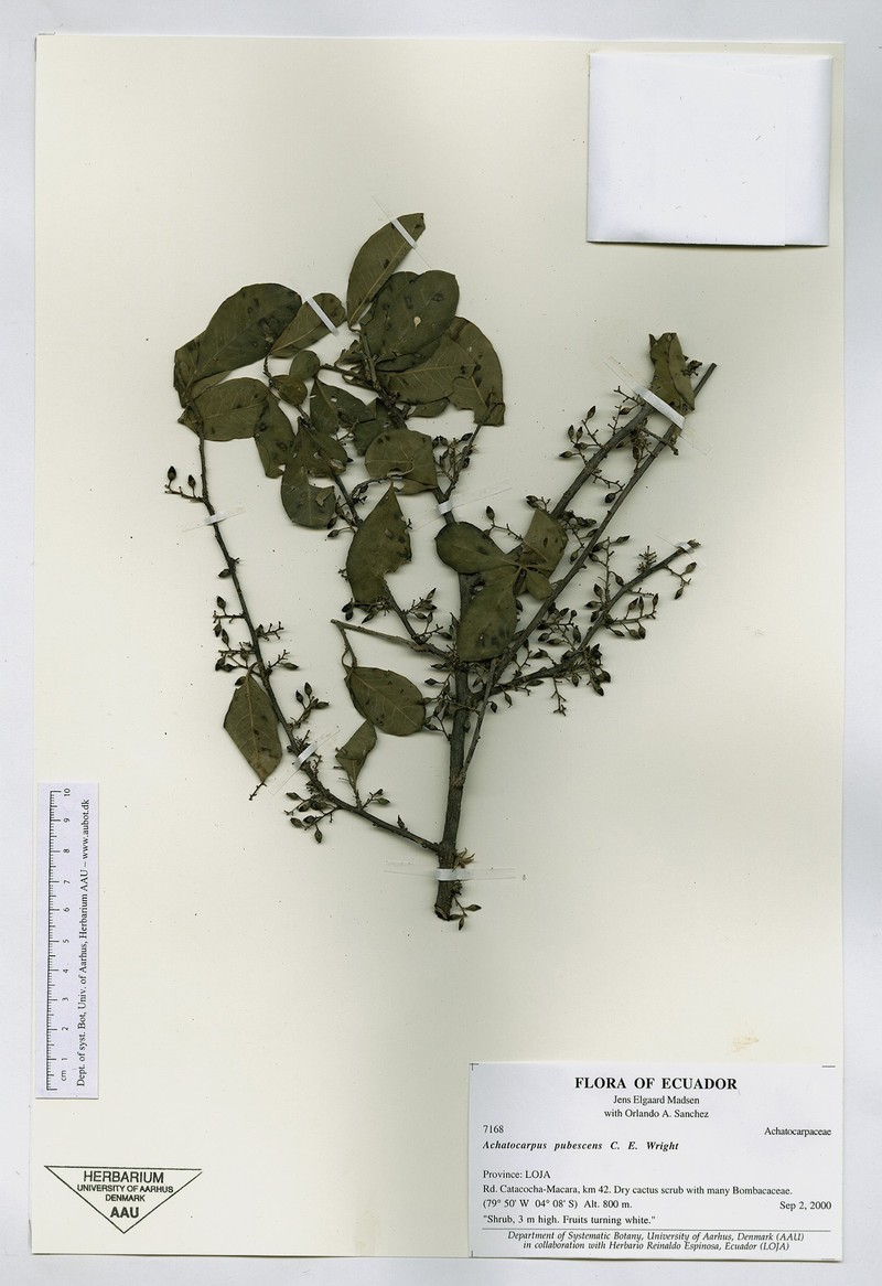Achatocarpus pubescens photo 6
