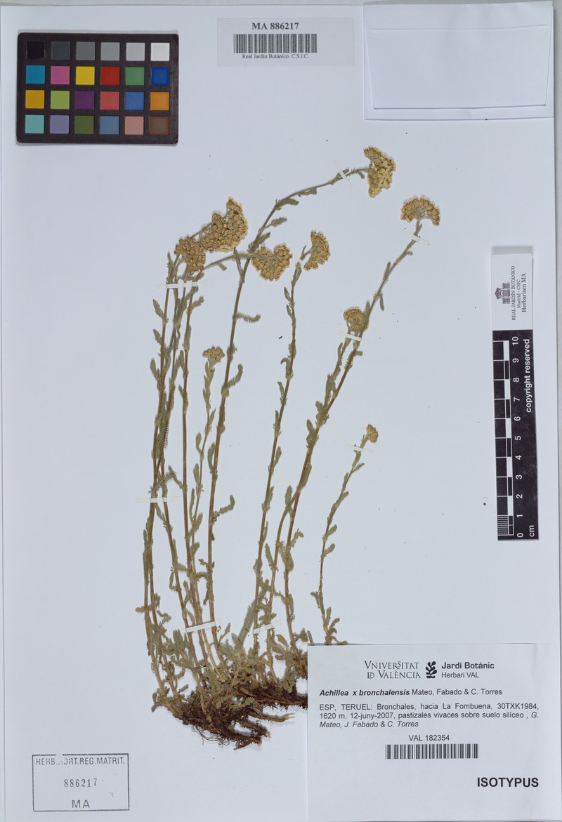 Achillea × bronchalensis