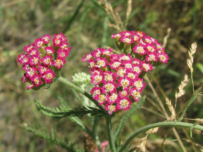 Achillea × illiczevskyi