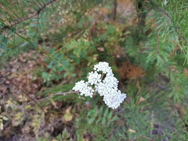 Achillea × intermedia photo 3