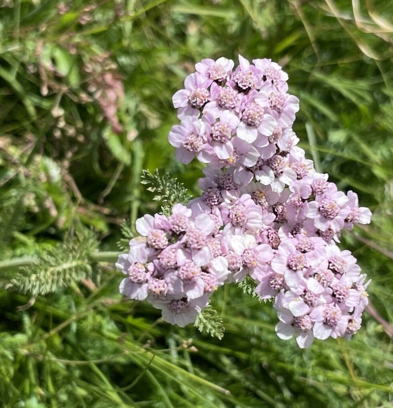 Achillea × intermedia photo 4