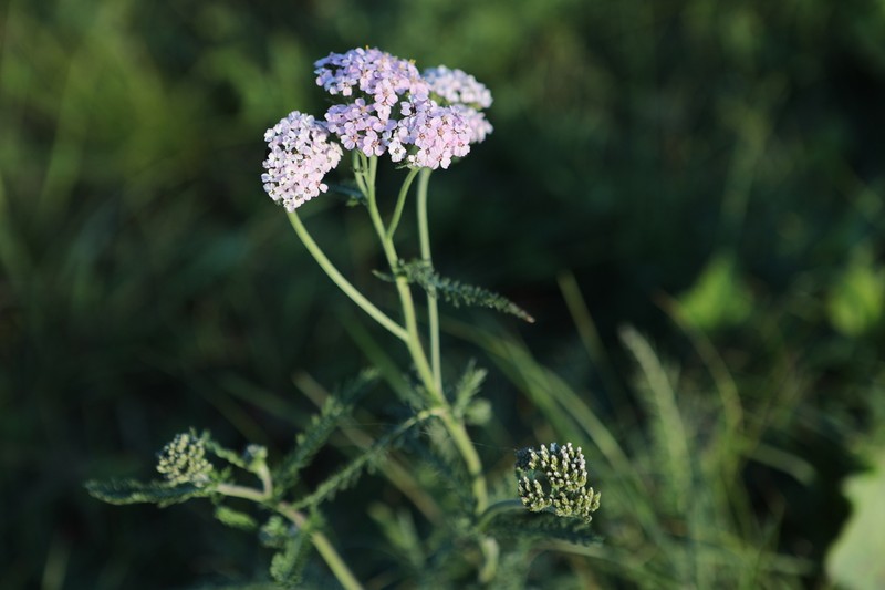 Achillea × intermedia photo 5