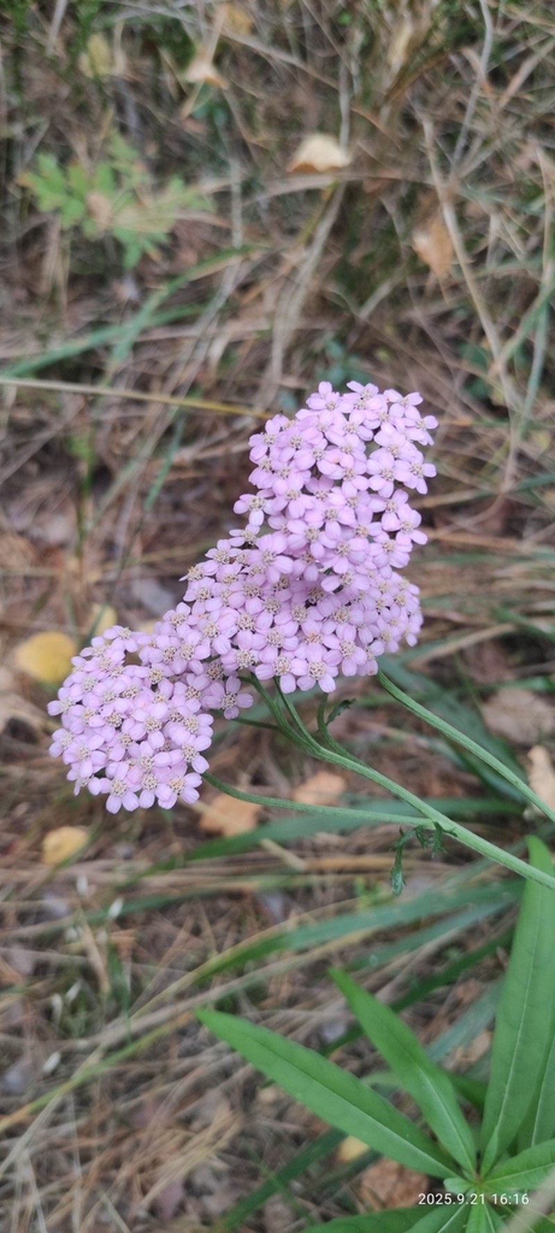 Achillea × intermedia photo 6