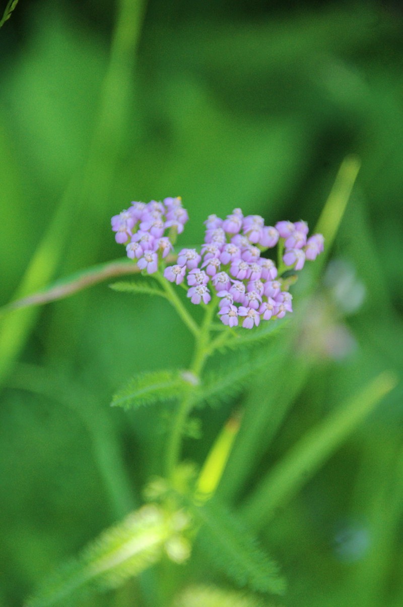 Achillea × intermedia photo 7