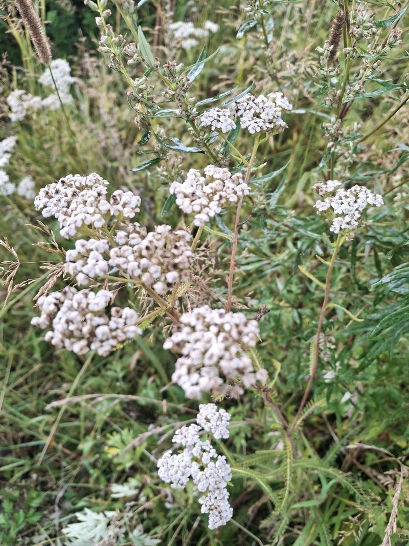 Achillea × intermedia photo 8