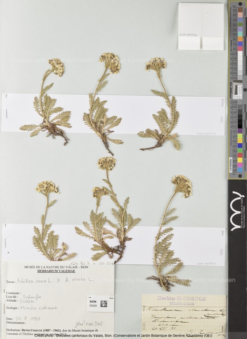 Achillea × laggeri